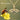 14k Yellow Gold Honey Bee Necklace for Women with Gold Chain Length